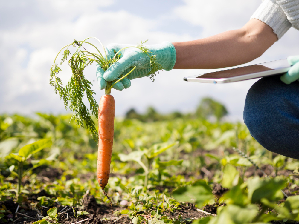 La nostra specializzazione è una sola: carote di qualità, coltivate in aree italiane selezionate. Scopri la Carota IGP Dell’Altopiano del Fucino!